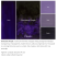 Масляная краска Gamblin "Artist" Dioxazine Purple (фиолетовый диоксазин), туба 37мл